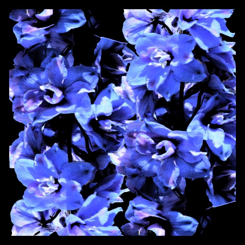 Hyacinth blue