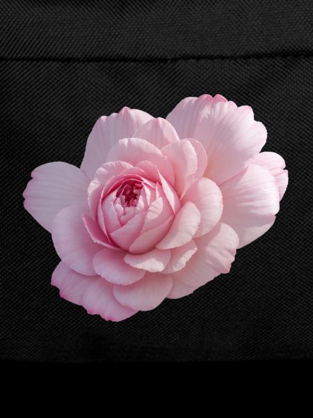 Rose Pink