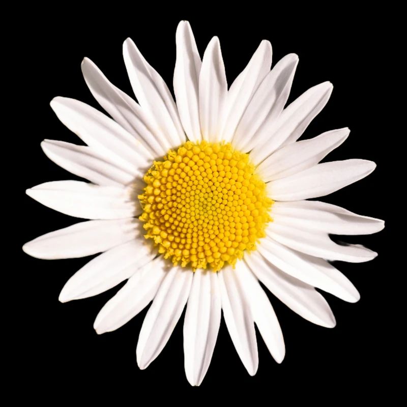 Gänseblümchen