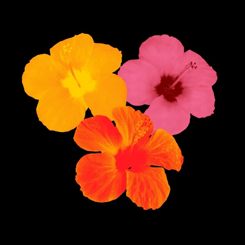 Hibiskus Trio - Pop Art Blüten