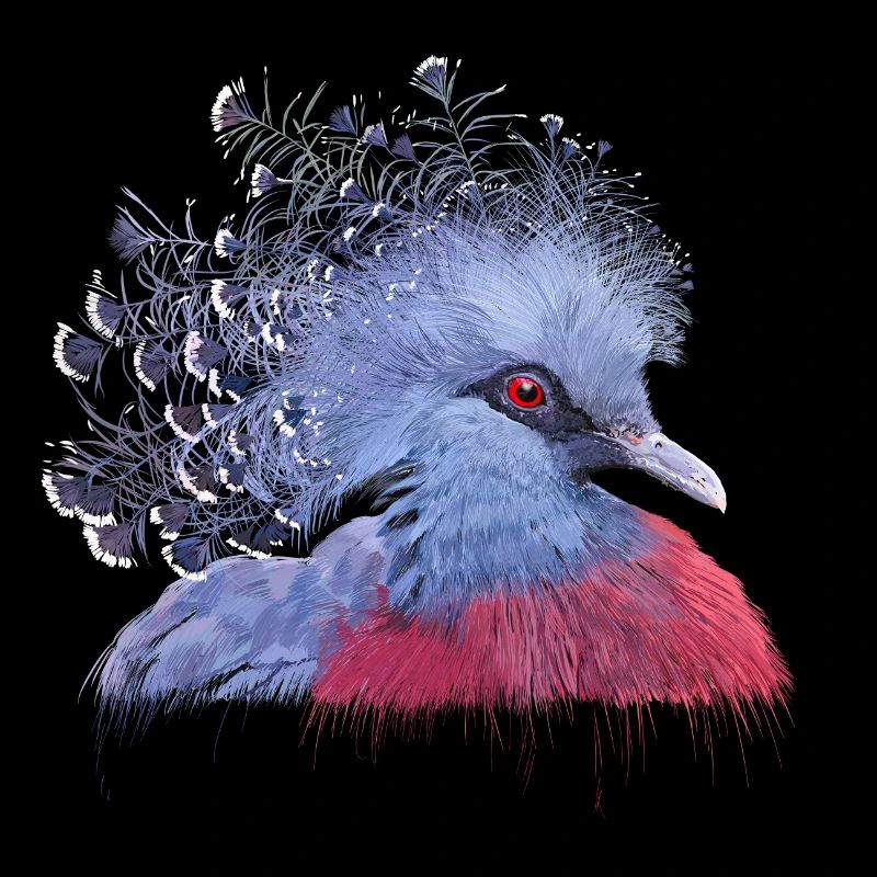 Crowned Pigeon