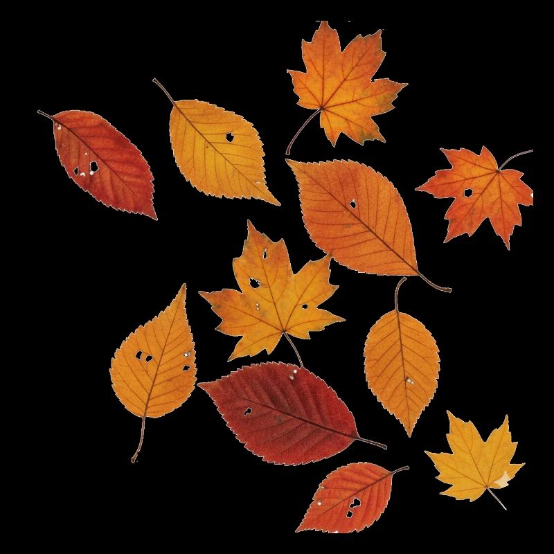 Autumn leaves without borders