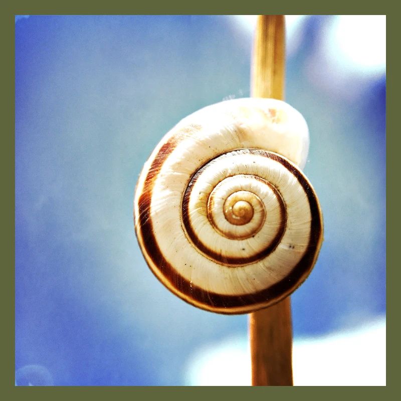 Snail-shell