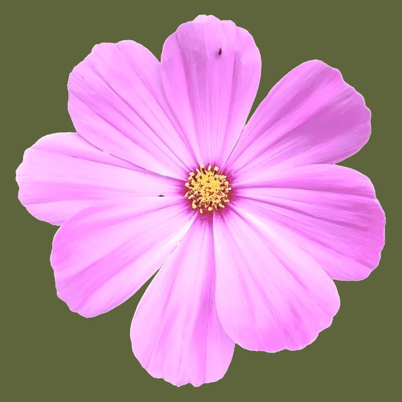 Blume