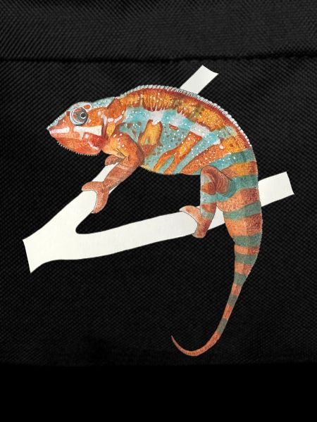 orange turquoise chameleon Chamaeleon zeylandicus