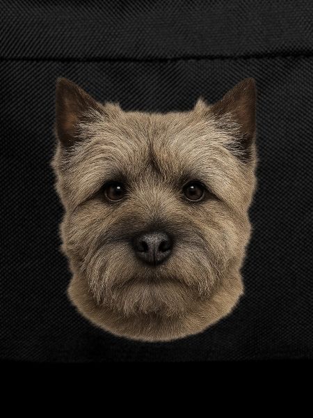 Tête de terrier