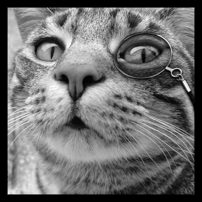 Monocle Chat Noir & Blanc