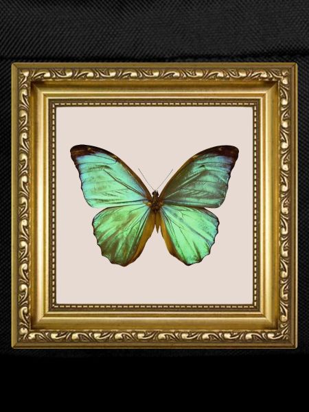 Emerald Butterfly in Gold Frame