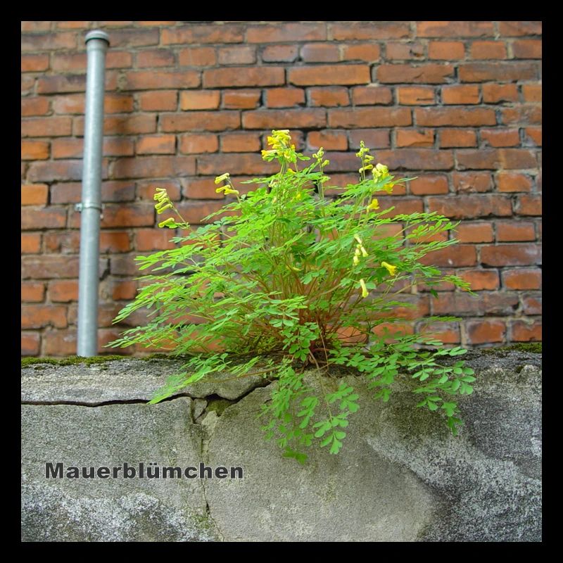 Mauerblümchen am Mauerwerk