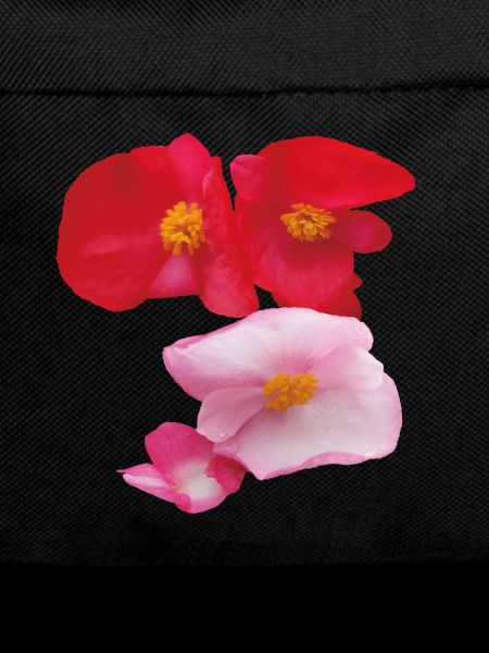 Red_-_Pink_Wax_Begonia_Summer_Garden_Flowers