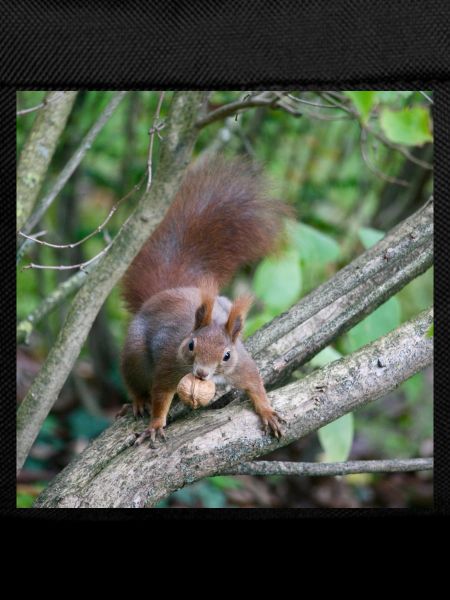Eichhörnchen am Ast mit Nuss