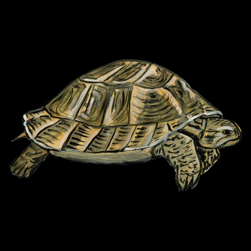 turtle - turtle