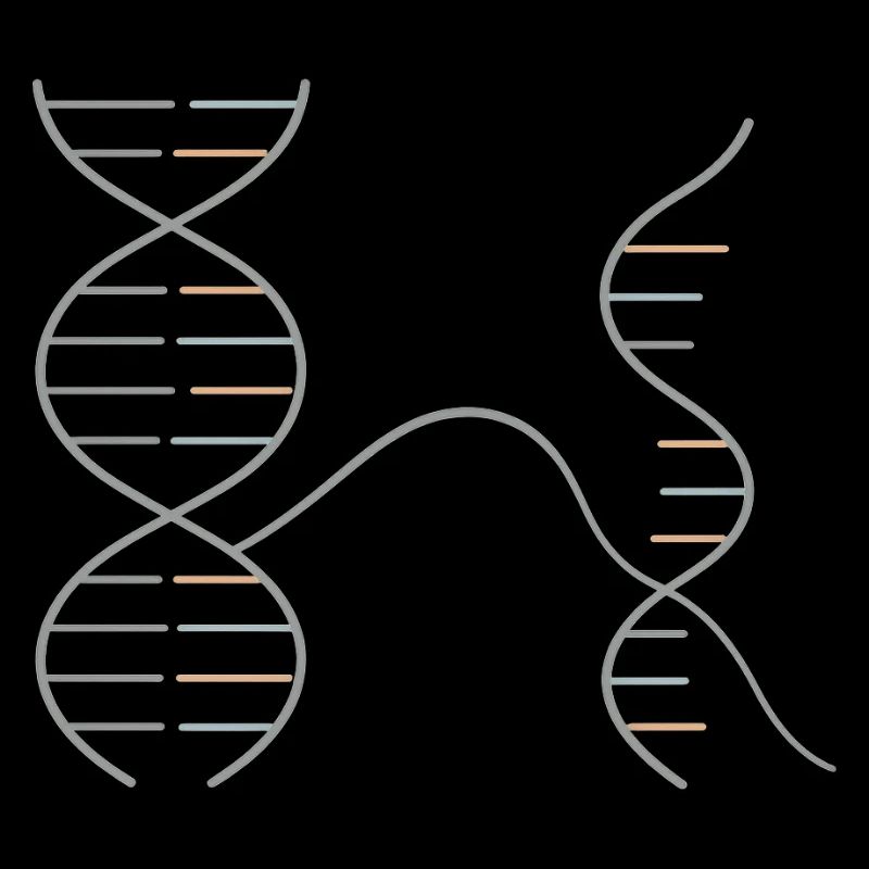 Géométrie de l’ADN et de l’ARN – Conception en chimie