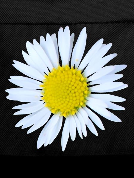 Gänseblümchen
