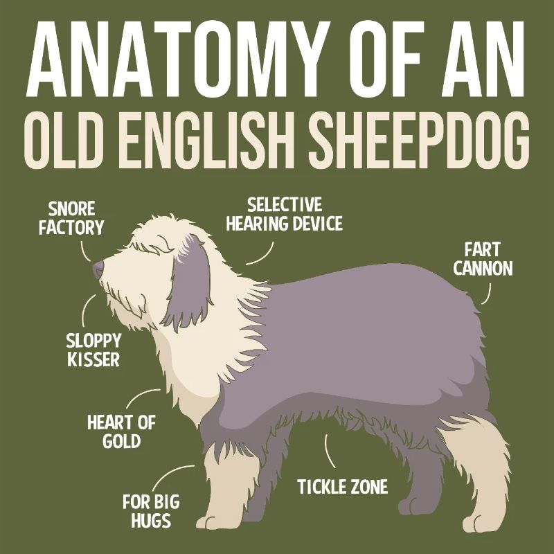 Englischer Schäferhund