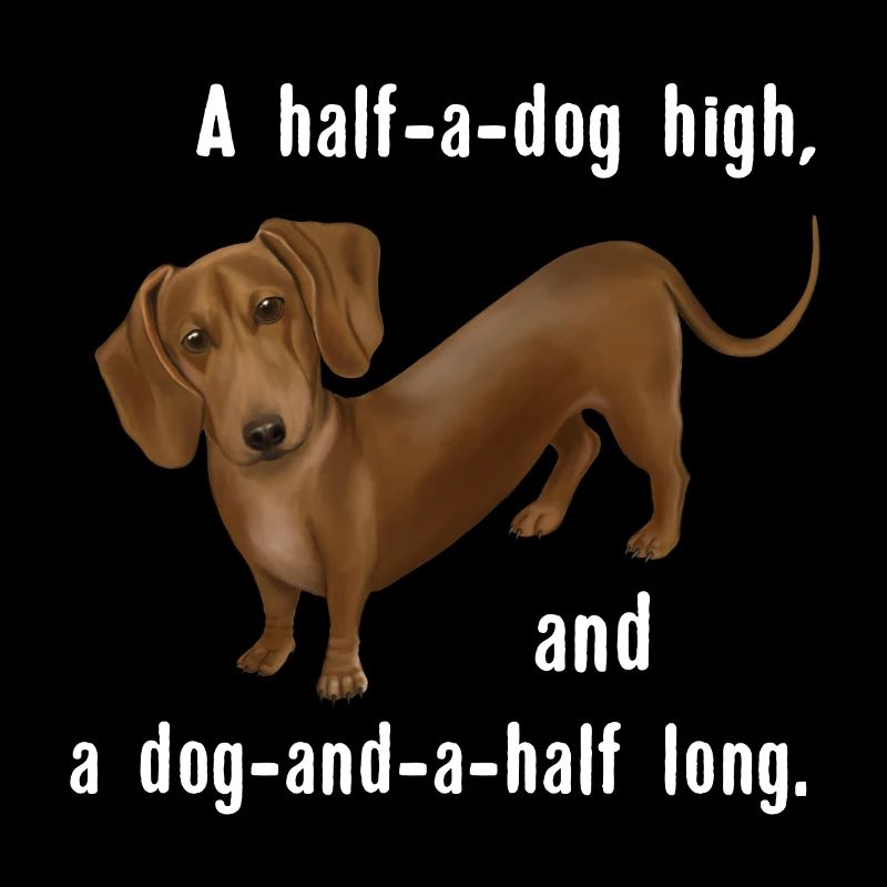 Hund - Dackel And and a half dog