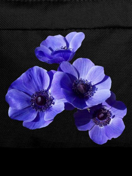 blue flowers