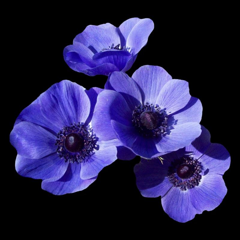fleurs bleues