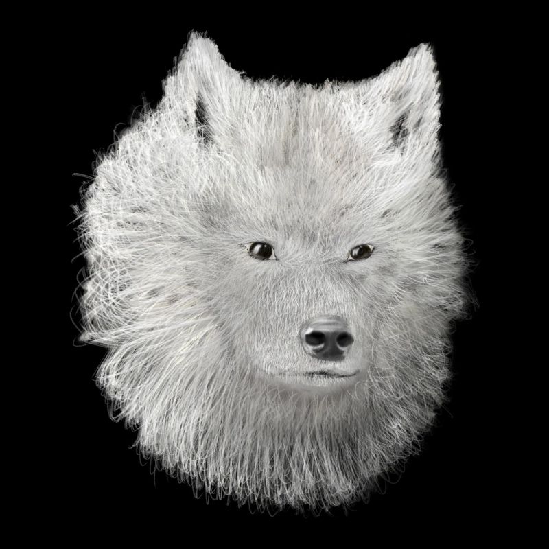 White Wolf Sketch