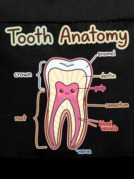 Tooth Anatomy Dental Assistant Dentist