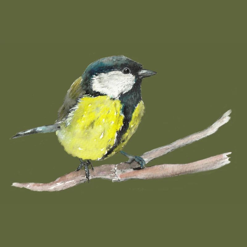 Tit