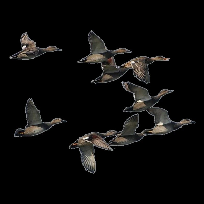 duck band flying