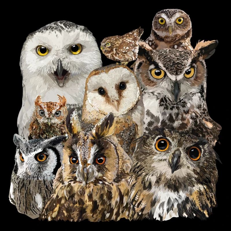 Owls