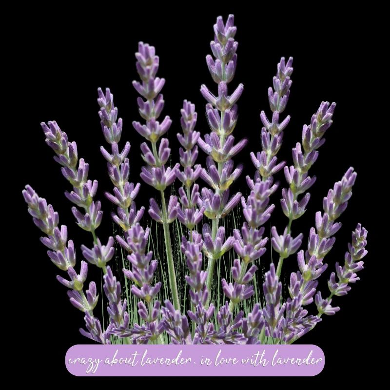 Lavender flowers crazy for lavender