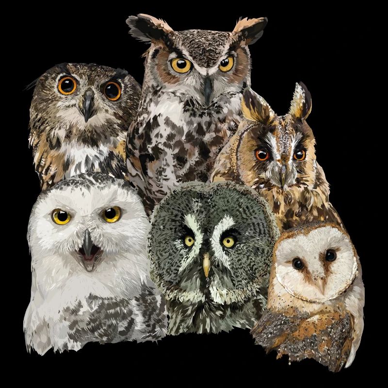 Owls