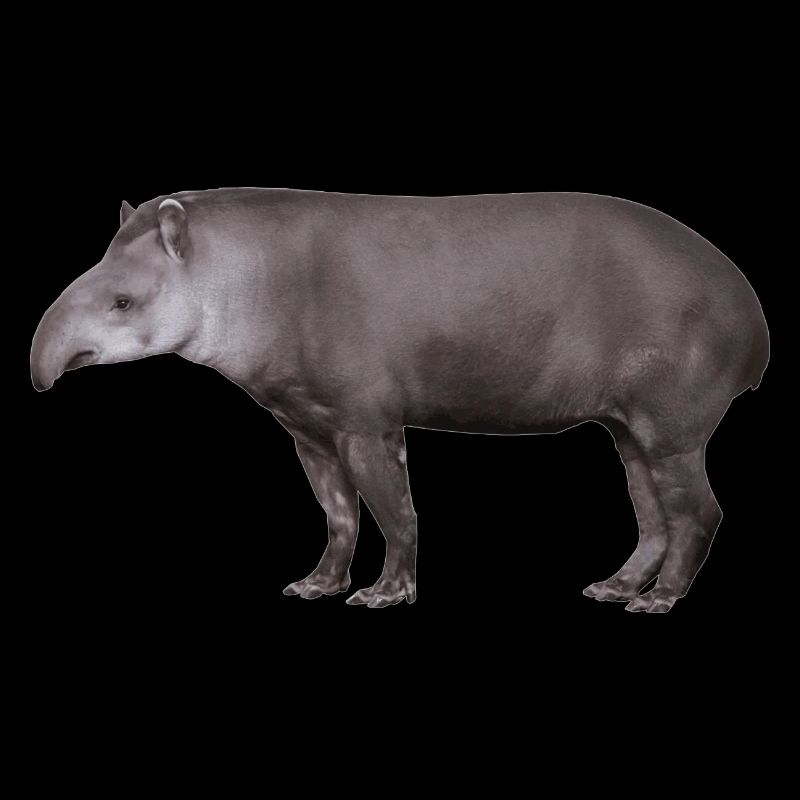 Der Tapir, Schwein oder Elefant?