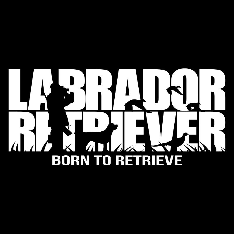 LABRADOR RETRIEVER né pour récupérer