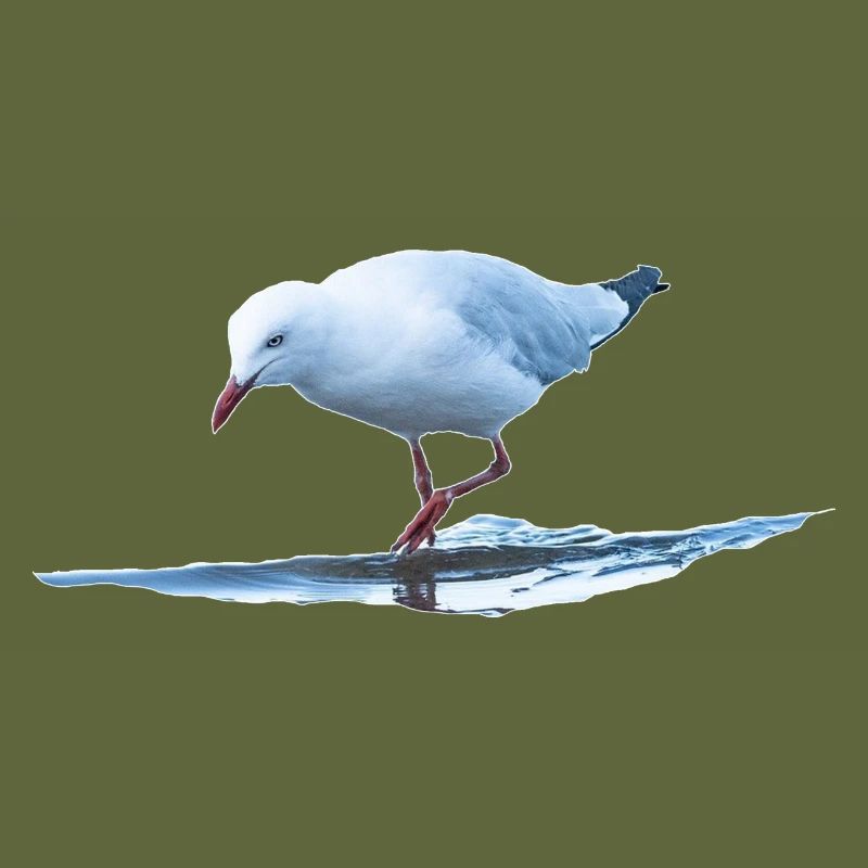 Seagull