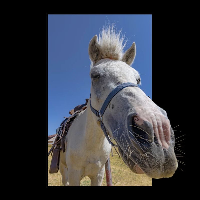 Funny horse face