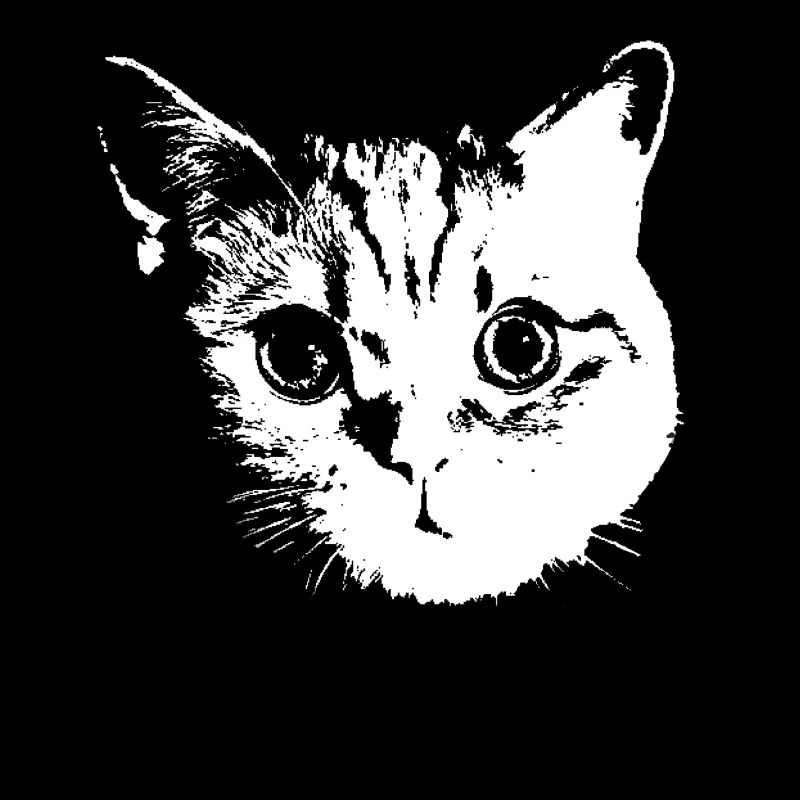 Katze, Katzen