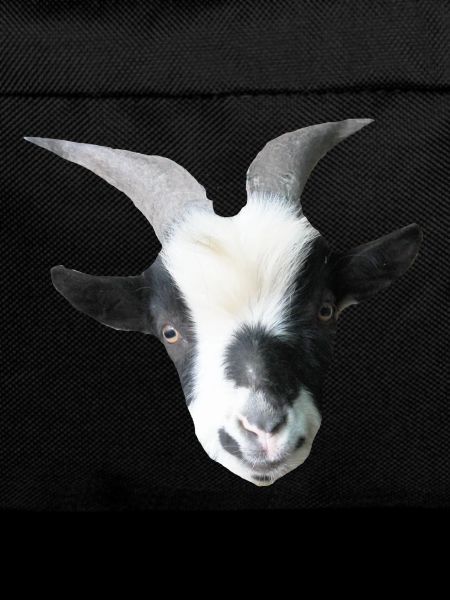 Robin the billy goat