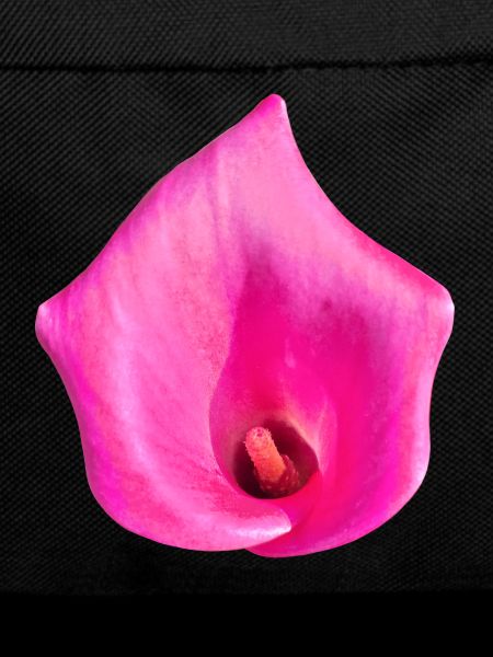 Pinke Calla Blüte