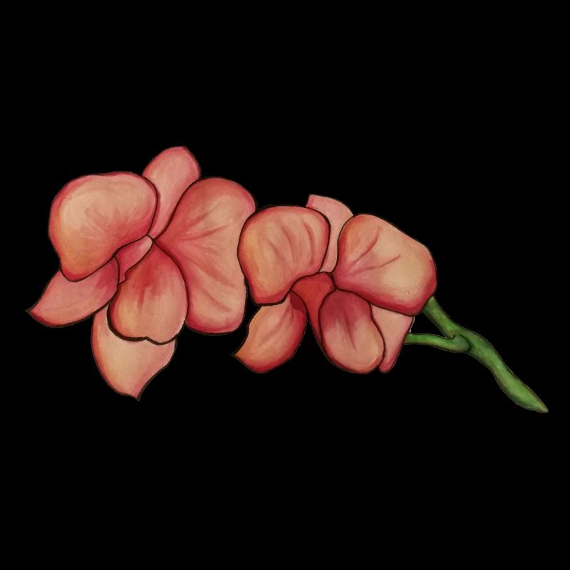 Rosa Orchidee