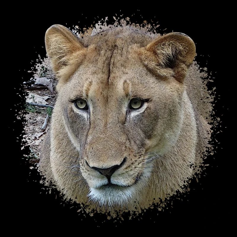 Löwin