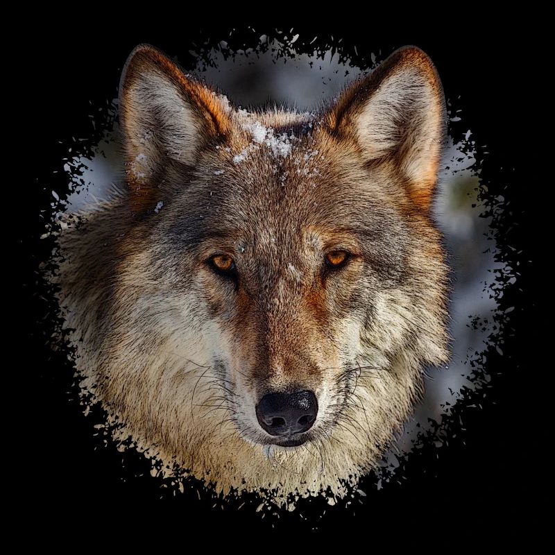 wolf
