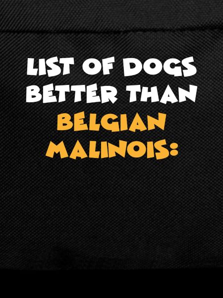 Belgian Malinois