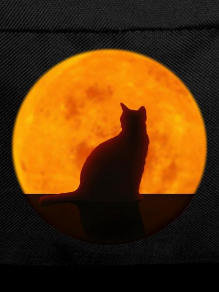 Katze
