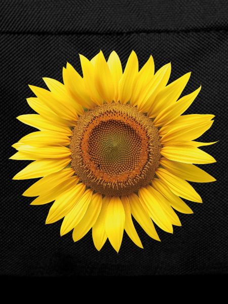 Sonnenblume