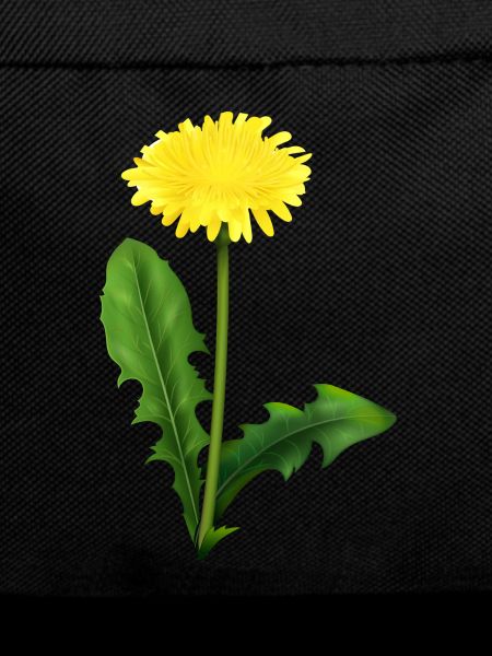 Dandelion | dandelion