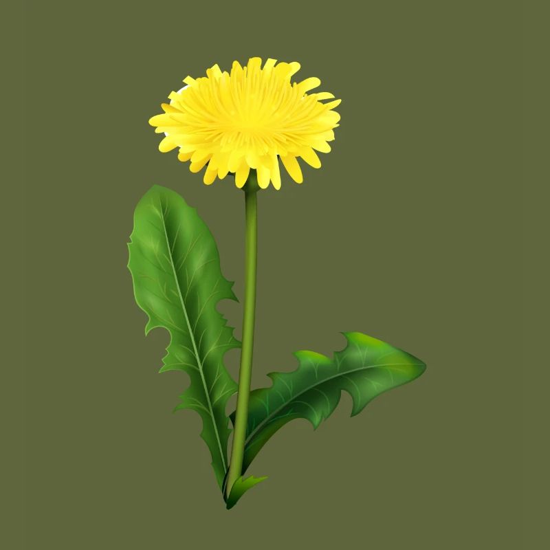 Löwenzahn | dandelion