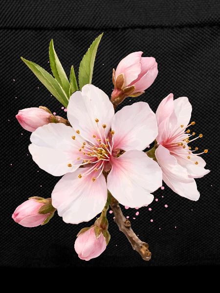 Almond Blossom Pink Spring Flower