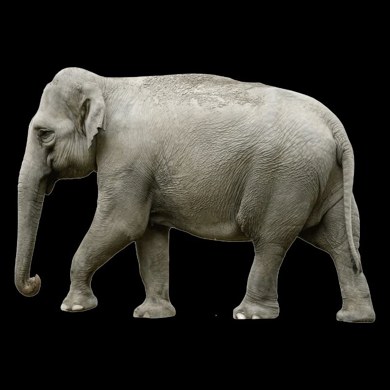 The elephant has thick skin