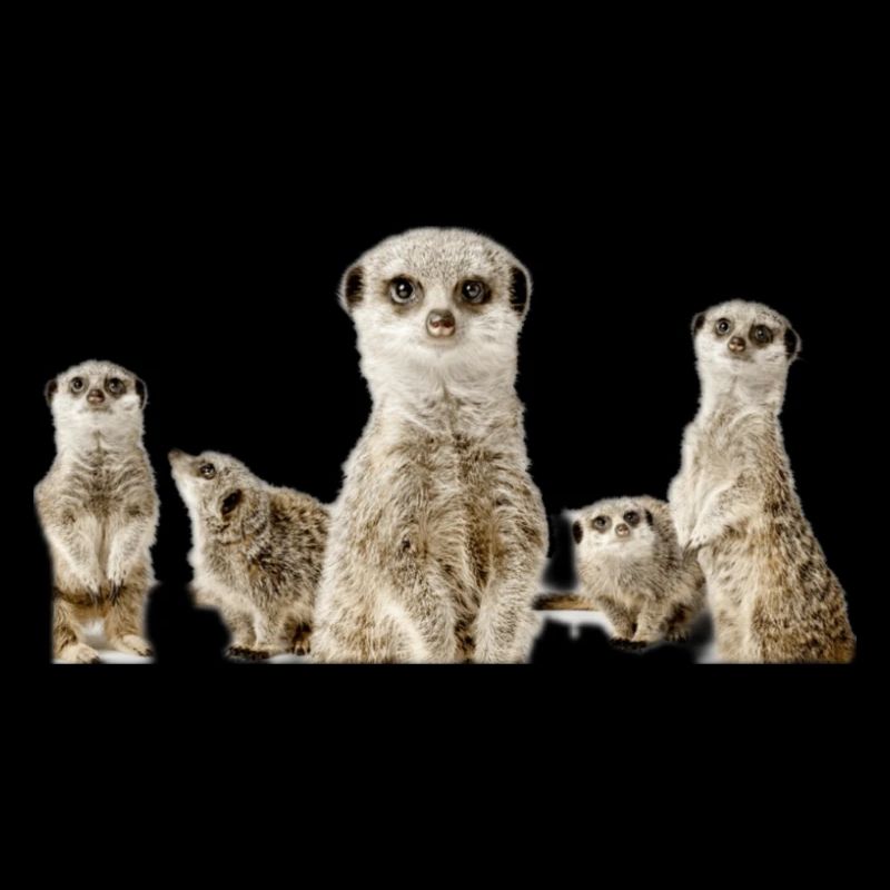 Erdmännchen