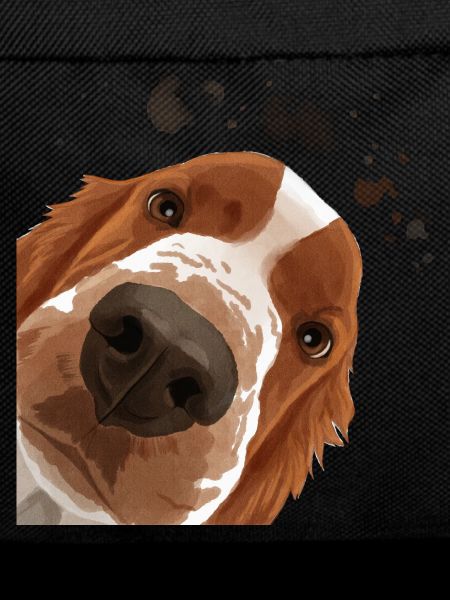 Curious Welsh Springer Spaniel Dog
