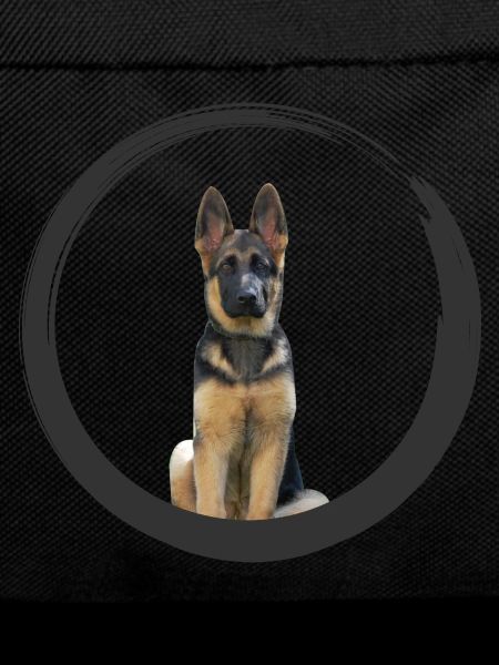 German shepherd