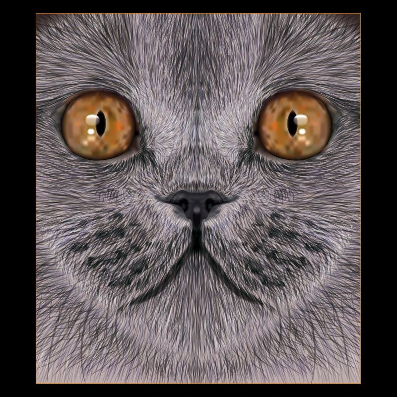 Britisch-Kurzhaar-Katze